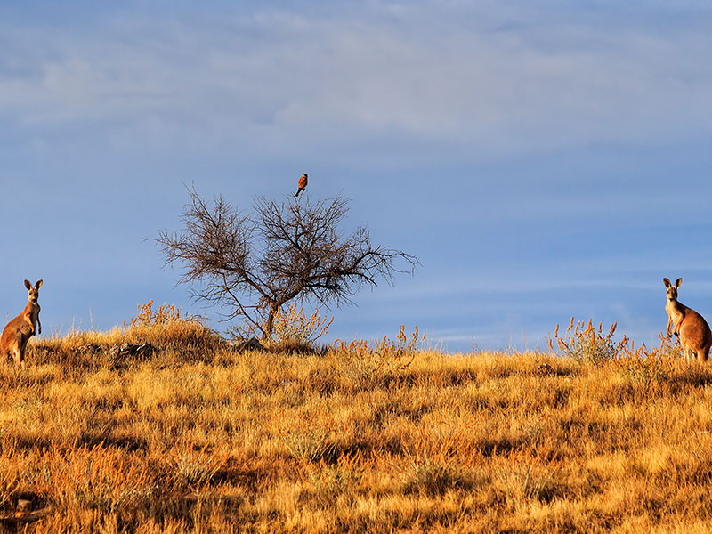 Flinders Ranges Region